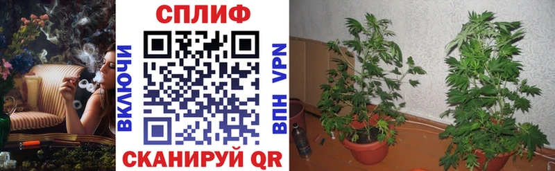 Канабис марихуана  наркота  Лахденпохья 